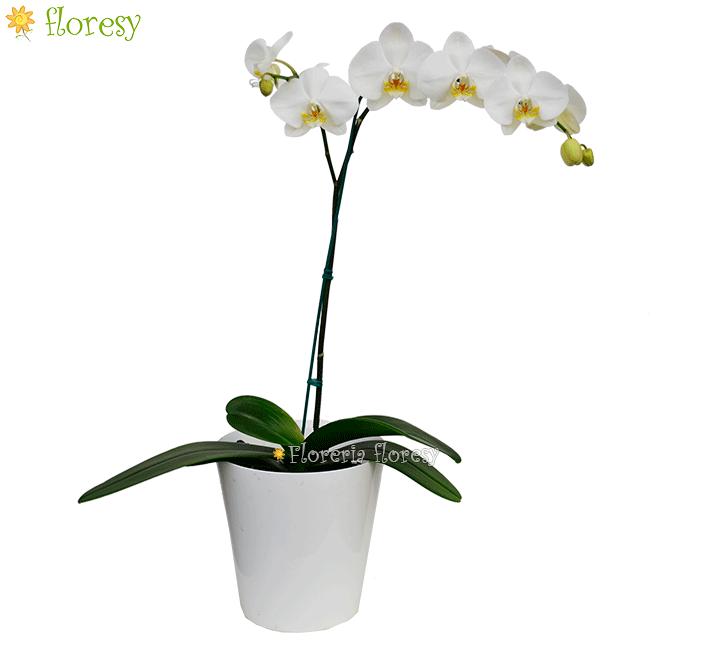 Planta de Orquidea Blanca centro amarillo - 1 vara