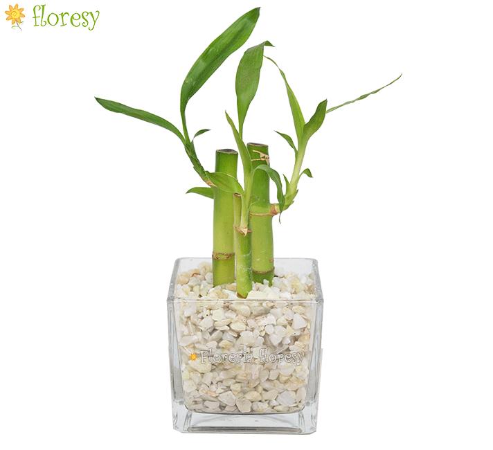 Lucky Bamboo Plant in glass vase