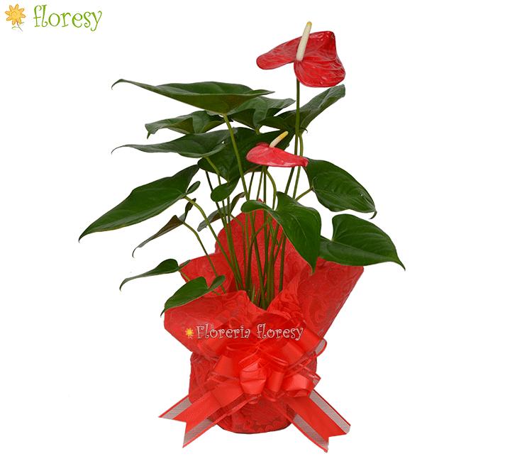 Red Anthurium Natural Plant wrapped