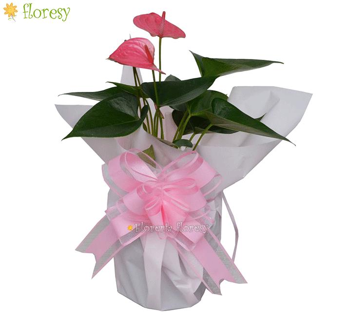 Anthurium Plant Pink Wrapped